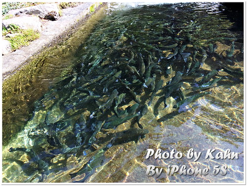 【谷關 &#8211; 松鶴部落】享受山林間的美味 &#8211; 東昌養鱒場（虹鱒、鱘龍魚、賞櫻） @跟澳門仔凱恩去吃喝玩樂