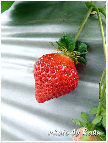 【台中潭子】週日親子好去處 &#8211; 草莓世界 採果教學農場 @跟澳門仔凱恩去吃喝玩樂