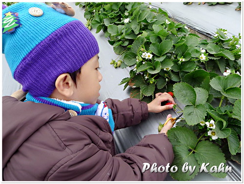 【台中潭子】週日親子好去處 &#8211; 草莓世界 採果教學農場 @跟澳門仔凱恩去吃喝玩樂