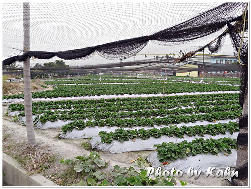 【台中潭子】週日親子好去處 &#8211; 草莓世界 採果教學農場 @跟澳門仔凱恩去吃喝玩樂