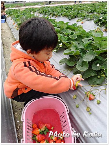 【台中潭子】週日親子好去處 &#8211; 草莓世界 採果教學農場 @跟澳門仔凱恩去吃喝玩樂