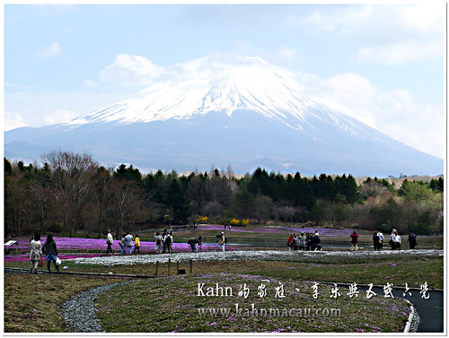 【日本•山梨縣富士河口湖町】2014東日本首都圈最大規模的芝櫻祭 &#8211; 富士芝桜まつり（富士芝櫻祭） @跟澳門仔凱恩去吃喝玩樂