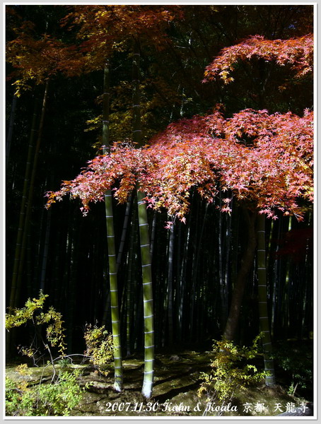 【京都】嵐山竹林下的寺院 &#8211; 天龍寺 &#038; 野宮神社 &#038; 京都花燈路 遊記 @跟澳門仔凱恩去吃喝玩樂