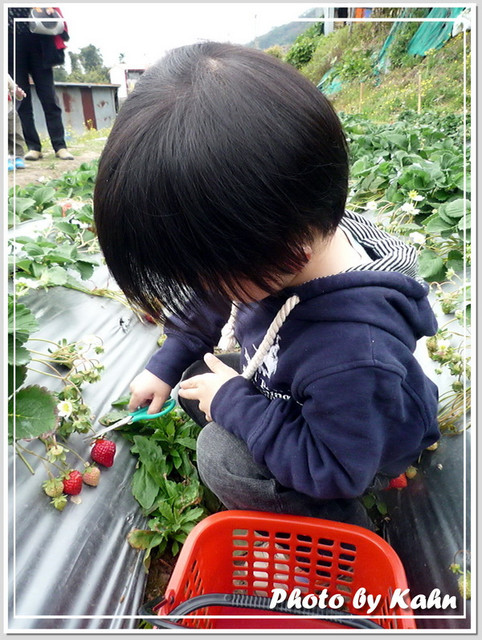 【棋＆程】接觸大自然，採草莓去！！ @跟澳門仔凱恩去吃喝玩樂